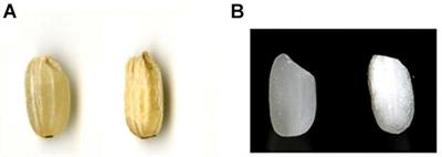 Functional Genomic Validation of the Roles of Soluble Starch Synthase IIa in Japonica Rice Endosperm